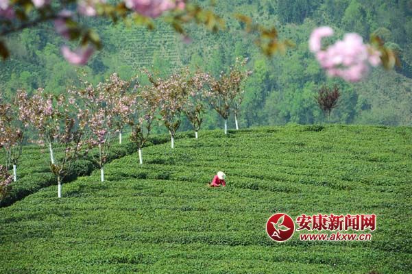 紫陽富硒茶觀光園.jpg